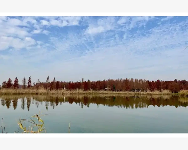 能否用半夏去湿热？孕妇要注意！